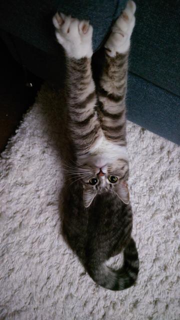 Grey-white Tabby holding onto the bed up high with her claws looking into the camera. The picture was taken from above, so it is obvious she's "hanging in" there.