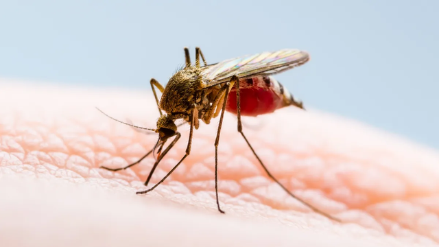 A mosquito on human skin: caption reads Mosquitoes not native to the UK are increasingly able to survive here because of warmer temperatures