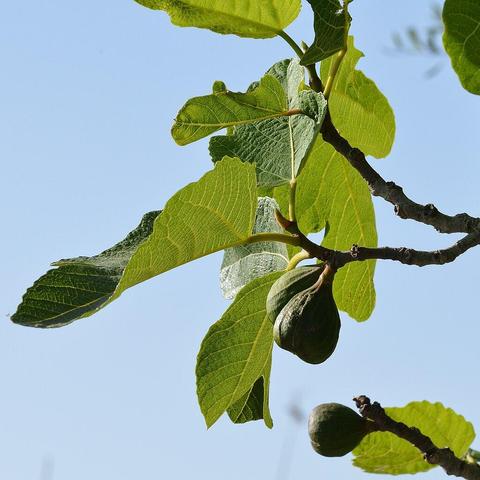 A photo of the leaves and unripe fruit of a fig tree against a clear blue sky.