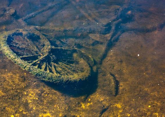 A bicycle lies in the water of a canal. It has been there for a long time and there is moss etc. around the wheel. You can see the wheel on the left and diagonally to the right above a part of the rest of the bicycle. Around it a light brown sandy ground and sunlight that shines on the wheel and the bottom under water.