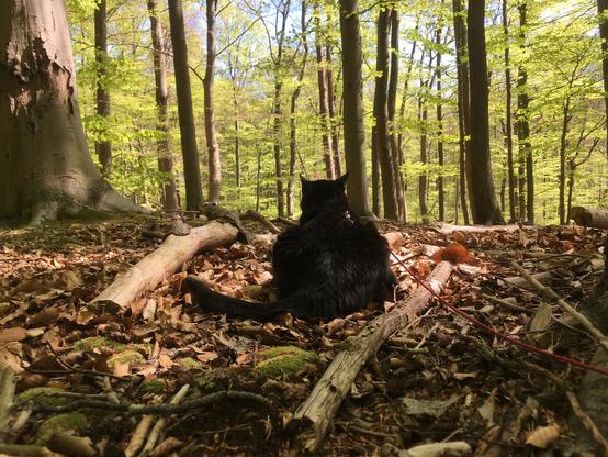 Black cat sitting between deadwood on forest ground. The cat is facing towards the river Böhme bottomland … you can see the beech trees growing on the bluff beside the river.