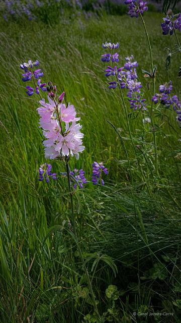 A pink Oregon checkermallow grows in a field full of grasses and river lupin.  The checkermallow flowers glow in tender shades of pink on their stalk.  The flowers have 5 translucent petals with faint, darker pink stripes.  The white anthers are clustered together with the 5 tips of the pink pistil curling out at the top. Although the grasses hide most of the leaves and stem, you can see one palmate, deeply lobed leaf between the grass blades. The pink of the flowers contrasts artistically with the blue and white of the lupin flowers.