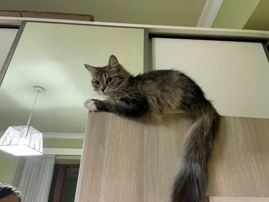 Nova is sitting on top of a door, her tail hanging down. View from the left