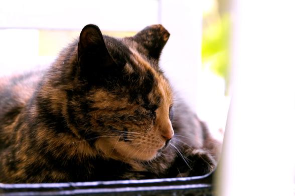 Close-up photo of a sleeping tortoiseshell cat. The cat has delicate white whiskers.