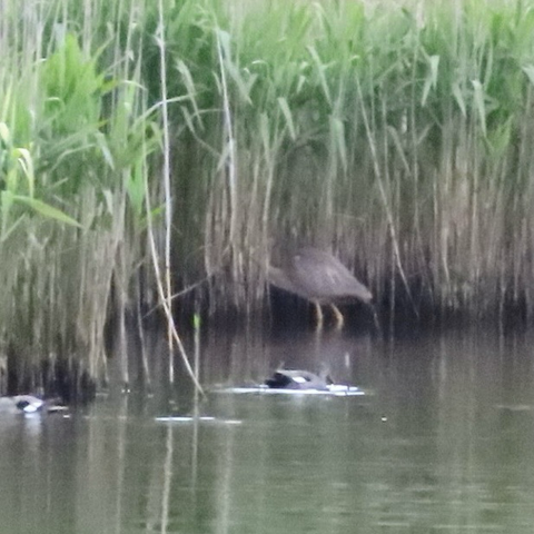 A blurry shot of a purple heron disappearing into some tall reeds. Its legs are in water. You can’t see its head