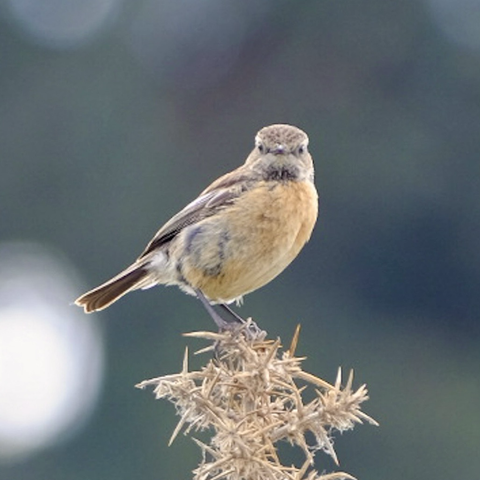 A small sparrow sized bird on gorse looking to camera. It has a brown back and creamy buff chest