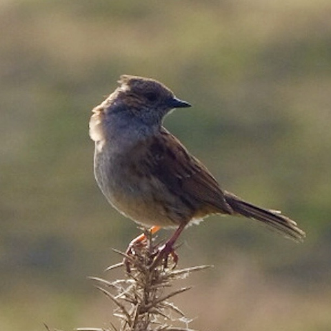 A small sparrow sized bird on gorse. It is turning its head to look behind itself. It is brown with an offwhite chest and a small pointed beak