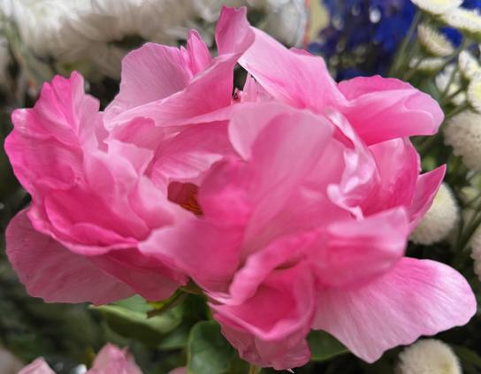 A deep, almost cerise pink peony open in full bloom.