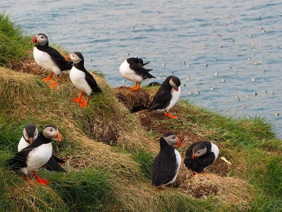 Eight puffins on the edge of a cliff  and maybe a couple dozens more dotting the water in the background.
