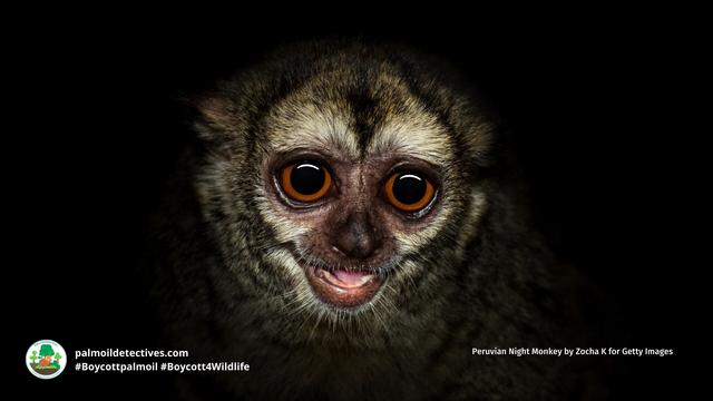 Known for their big emotive eyes, Peruvian Night Monkeys are one of the most beautiful #monkeys in the world 🐵🫶💝 They are critically #endangered by #palmoil and #meat #deforestation. Help  them and #Boycottpalmoil #Boycott4Wildlife @palmoildetect https://palmoildetectives.com/2023/07/02/andean-night-monkey-aotus-miconax/?utm_source=mastodon&utm_medium=Palm+Oil+Detectives&utm_campaign=publer