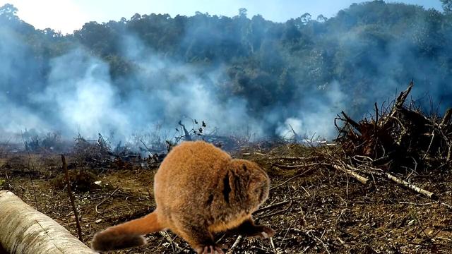 Known for their big emotive eyes, Peruvian Night Monkeys are one of the most beautiful #monkeys in the world 🐵🫶💝 They are critically #endangered by #palmoil and #meat #deforestation. Help  them and #Boycottpalmoil #Boycott4Wildlife @palmoildetect https://palmoildetectives.com/2023/07/02/andean-night-monkey-aotus-miconax/?utm_source=mastodon&utm_medium=Palm+Oil+Detectives&utm_campaign=publer