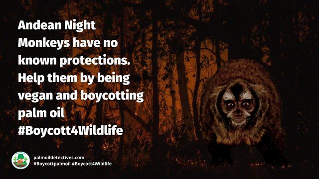 Known for their big emotive eyes, Peruvian Night Monkeys are one of the most beautiful #monkeys in the world 🐵🫶💝 They are critically #endangered by #palmoil and #meat #deforestation. Help  them and #Boycottpalmoil #Boycott4Wildlife @palmoildetect https://palmoildetectives.com/2023/07/02/andean-night-monkey-aotus-miconax/?utm_source=mastodon&utm_medium=Palm+Oil+Detectives&utm_campaign=publer