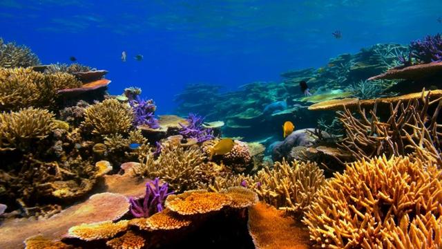 eDNA system enables efficient detection of nearly all reef-building coral genera in Japan