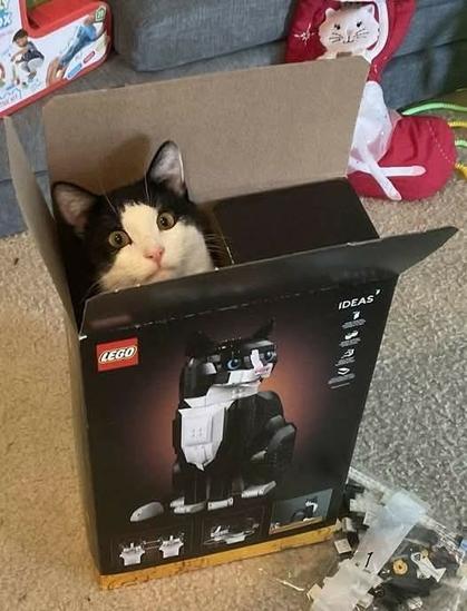 black and white tuxedo cat sitting in the box for a black and white tuxedo cat lego set