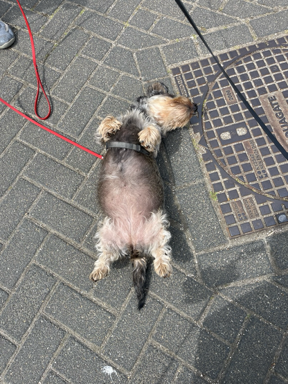 Dachshund lying on the ground