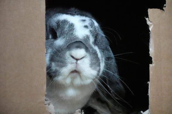 Weiß-grauer Hase lukt vorsichtig aus seinem angeknabberten Kartonhaus und guckt dabei genau in die Kamera.