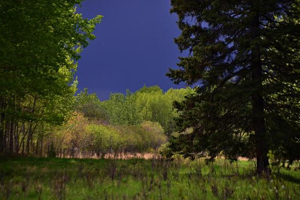 Zoomed view, looking across a grassy area, kept more or less low by cattle in summer (not in there yet) with many low poplar suckers in the foreground, just leafing out. This spot is shaded by poplar trees to the left, which we see only part of. These trees are bright green with new leaves, much of what we see in their own shade, though light bits stick out illuminated by the sun off to the left. To the right we see the lower part of a large dark spruce tree, just a hint of sun on the left part of its branches. Considerably farther back some low willows, not fully leafed out with bright green leaves, rise from knee high dried grass, and farther still mixed woods with brightly newly leafed poplars dominating. Lit by the sun, they stand out dramatically against the dark blue grey sky behind.