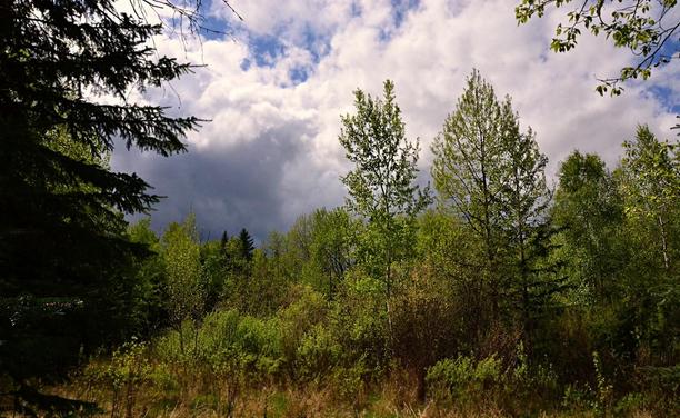 Across a narrow open area of dry grass, a youngish mixed wooded wetland area of lowish willows, and young to mid-size poplar and birch and a few young spruce rise in a dense tangle of growth. The trees and bushes have young or not even fully emerged leaves, fresh bright green, lit by sunlight. A few poplar branches with small leaves dangle in from upper right and to the left we see part of a shadowed dark spruce. Farther back we see a bit of a more mature mixed wood of poplar and spruce. The sky behind is filled with active cloud, dark and heavy to lower left, white above fading to wisps upper centre and right with bits of blue sky showing.
