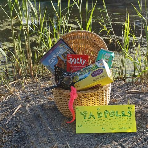 A wicker basket sitting at the edge of a stand of reeds growing from a marshy lake. Sticking out of the basket are a DVD of Zootopia, a pack of Pocky, a can of Arizona green tea, a box of chamomile tea bags, a plush pleco with a suction cup mouth, and a worm on a string. In front of the basket is a paper handwritten sign that reads "To: Tadpoles, from: Shetani" with fish and water embellishments.