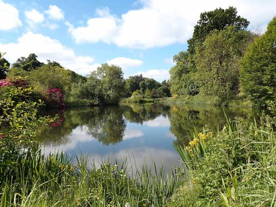 View of Burgie Arboretum. Trees and flowers surrounding a small loch. It's a young arboretum so the trees aren't massive but it's wonderful. A very good place for dragonflies and damselflies.