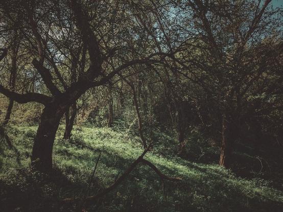 Curious trees in a fairytale forest.