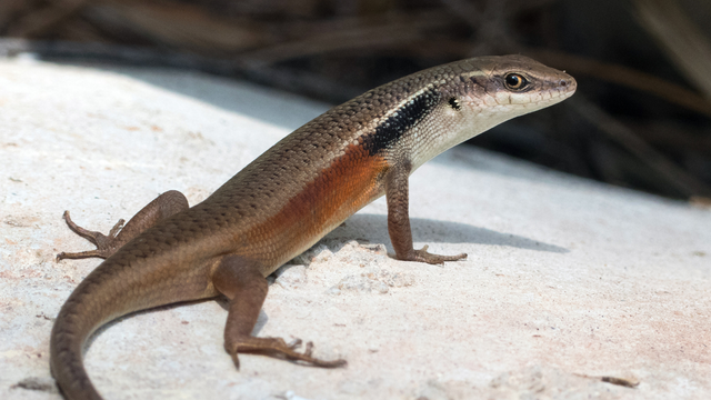 Closed-litter rainbow-skink (Carlia longipes) by Connie Pinson.
