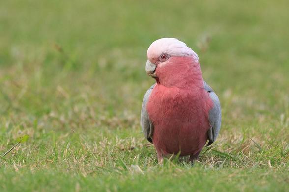 A medium cockatoo type bird that has a pink body, white cap and light grey wings. She is standing on a field of grass, looking left.