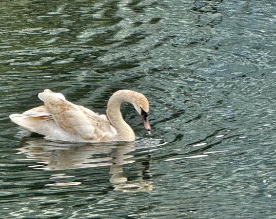 A swan swimming on a London canal, with ripples on the surface of the green/turquoise water.