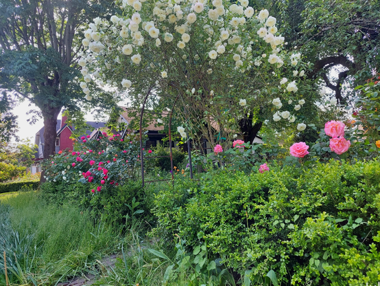 A young, loosely formed curved boxwood hedge in front of a row of rambling roses in pinks, reds, white, and peach. A curved steel arbor holds a vigorous, sprawling, climbing white iceberg rose with hundreds of blooms. Beyond are big leaf maple trees and historic houses.