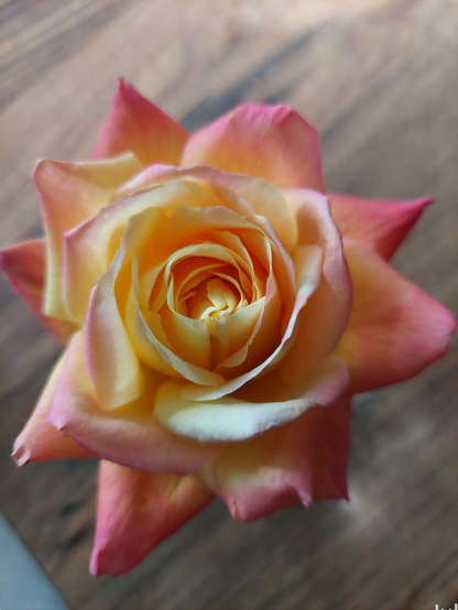 Closeup view of a tea rose with a high yellow center shading to peach and dusky orange at the outer petals. The rose is in a small bud vase on an elm cutting board.