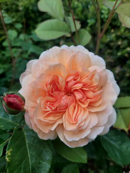 A densely double old fashioned apricot rose against green foliage.