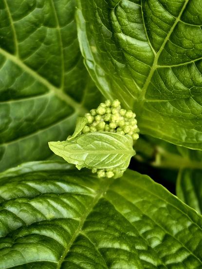 Close up of a small hydrangea flower forming, hiding behind a small leaf.