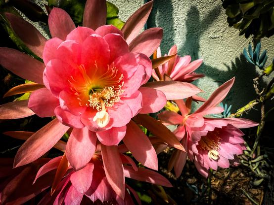 The image features a close-up view of a vibrant pink flower, likely a type of cactus, with multiple layers of petals radiating outward. The petals are a rich pink, with a gradient effect that transitions to a lighter shade towards the edges. The center of the flower is a bright yellow, with numerous stamens extending outward, adding to the flower's intricate detail. The flower is surrounded by other similar blooms, with one partially visible in the background, showcasing a similar color palette. The background is a textured light green wall, with shadows cast by the flowers, adding depth to the image. The lighting is bright, highlighting the flower's vivid colors and textures.

Provided by @altbot, generated privately and locally using Ovis2-8B