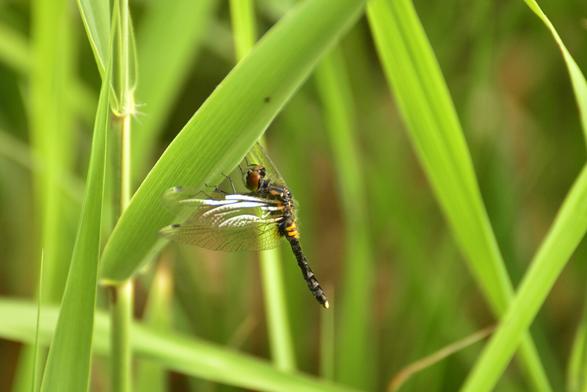 Sierlijke witsnuitlibel !
net uitgeslopen vrouwtje, copula en ei afzettend!

massel dat ik de paring op de plaat kreeg ondanks secondenwerk en tegenlicht. #ewouddebeeldvanger #natuurfotografie #libellenfotografie #sierlijkewitsnuitlibel #nikond610 #nikon70300mm #ewouddebeeldvangeropflickr #twiske