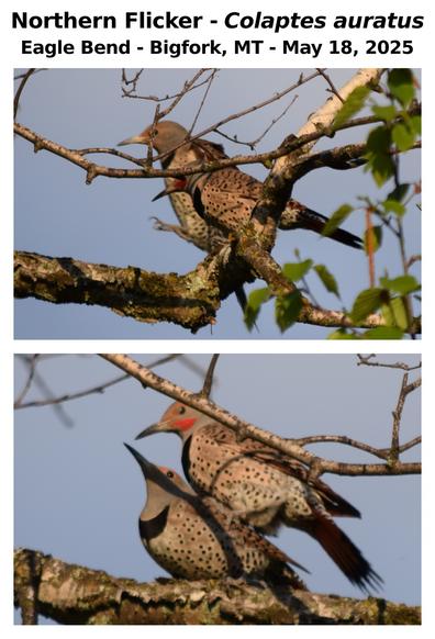 Northern Flicker - Colaptes auratus
Eagle Bend - Bigfork, MT - May 18, 2025
#flathead #bigforkmt #eaglebend #nature #birds #nativespecies #flatheadwaterfowlproductionarea #photography #wildlife #woodpecker #eaglebend
#Animalia #Craniata #Aves #Piciformes #Picidae #Colaptes #auratus