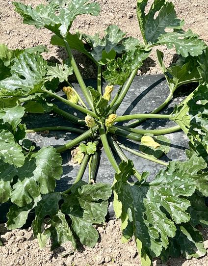 Zucchini buds
