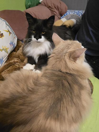 Tomcats Batman and Fynn