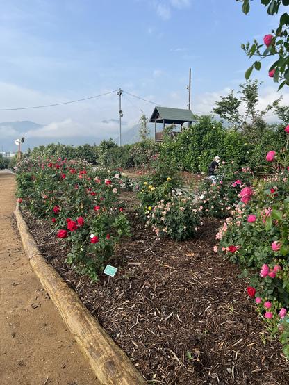 Roses in neatly prepared mulch bed