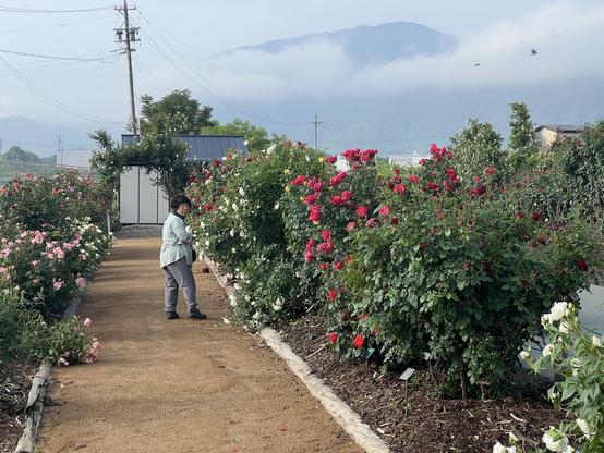 Roses in neatly prepared mulch bed with a woman caught taking photos