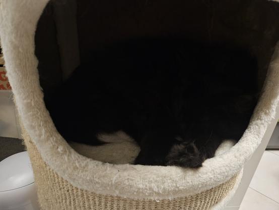 Black long-haired cat "Hope" lying in a beige cat cave.