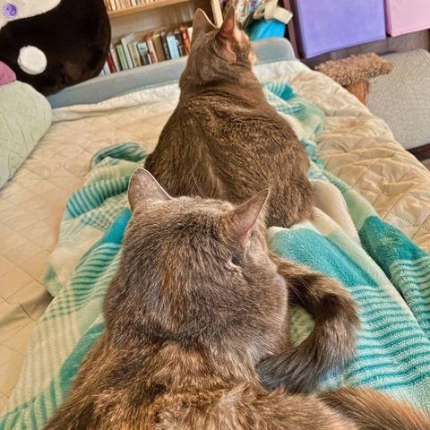 Point of view of shows the camera person's lap and legs, under a turquoise and white throw, which shows two cats in a nose to tail position, while the far gray tabby, on the shins, with his striped tail, hugs the small dilute tortoiseshell's forepaws and shoulders with is striped tail, illustrating Settling Cat Disputes.