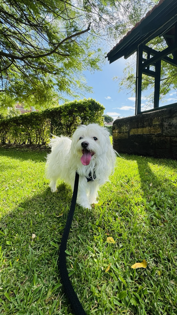 Rocket is standing under the shade of a tree with hedge and sandstone base of a gazebo behind him. It is a sunny day and Rocket wears a happy expression.