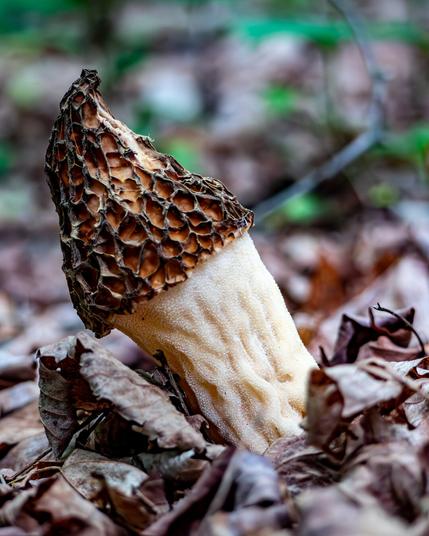 A close up of an large mushroom with a somewhat conical cap covered with definite pits and ridges, resembling a sponge, the stem is off white and thick with ridges up and down the side