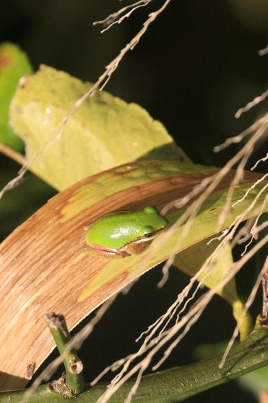 A tiny green frog with dark gold stripe down its side, sitting on a wide blade of grass in the sun.