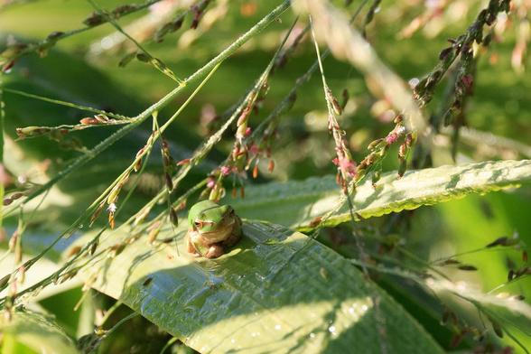 A tiny green frog perched on a wide blade of grass in the sun. It is surrounded by the seeds of said grass from an overhanging seed-spray.