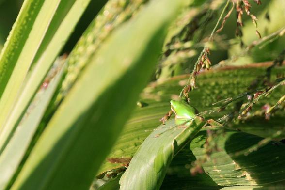 A tiny green frog, facing away from the camera, on a wide blade of grass in the sun.