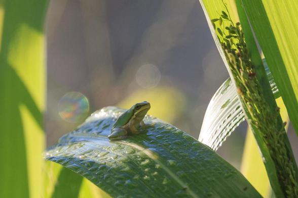 A tiny green frog, on a wide grass leaf covered in dew. It is currently in the shade, since the sun moved position and the frog hasn't got around to moving over in to the sun yet.