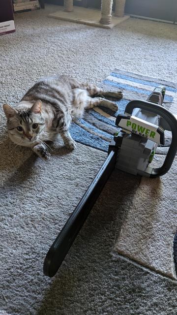 A cream coloredcat sitting next to a brand new chainsaw.