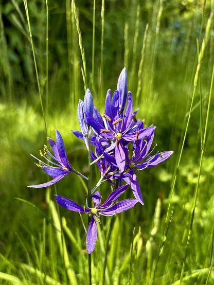 Front yard Camas during #NoMowMay is a beautiful explosion of purple petals and yellow stamens against luxurious bright green grasses.