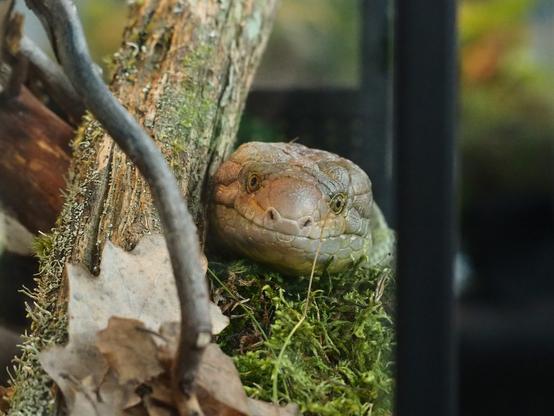 Photo of the lizard in the terrarium. Lizard looks like a wise old man.